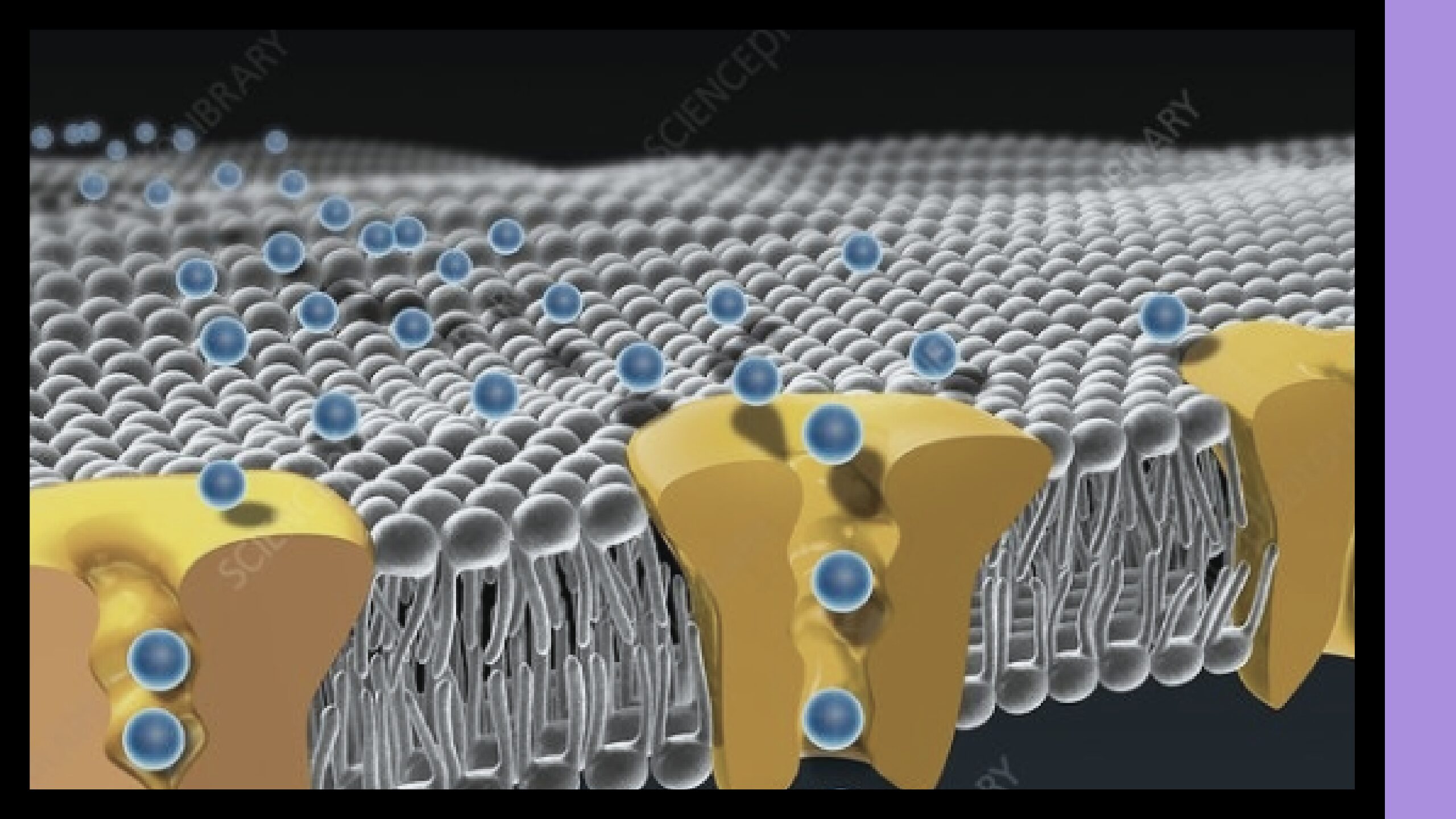 Exploring The  Role Of Voltage-Gated Sodium Ion Channels In Pharmaceutical Applications